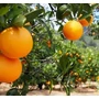 Kép 3/5 - Weck® karaff üveg fedővel, 1 L
